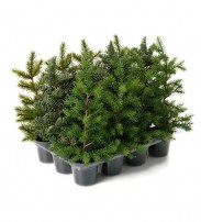 kleine_tannen_in_topf_31cm_st15.00